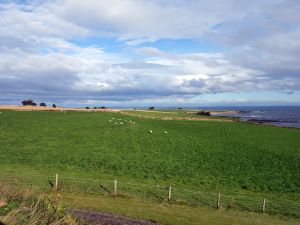 Kingsbarns Sheep